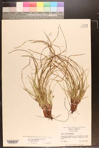 Carex nigromarginata var. nigromarginata image