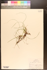 Carex nigromarginata image