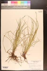 Carex physorhyncha image