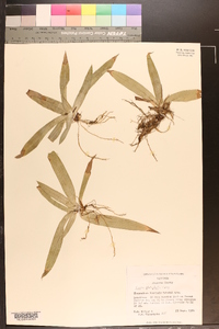 Carex platyphylla image