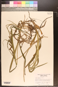 Carex scabrata image