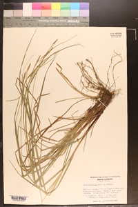 Carex virescens image