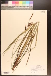 Carex verrucosa image