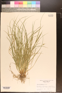 Carex willdenowii image