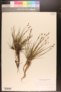 Juncus brevicaudatus image