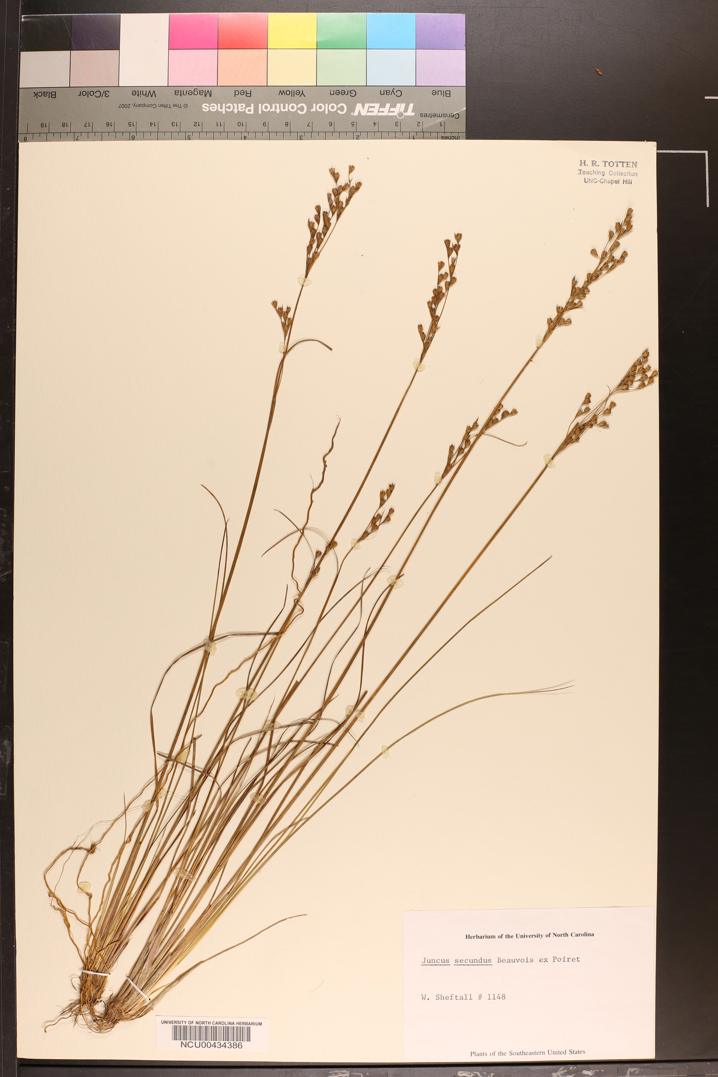 Juncus secundus image