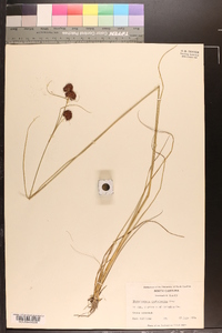 Rhynchospora cephalantha image