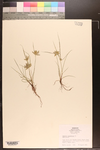 Cyperus compressus image