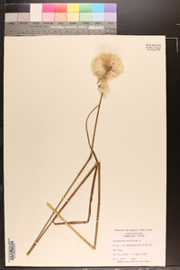 Eriophorum virginicum image