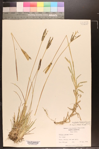 Eustachys petraea image