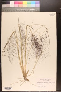 Muhlenbergia capillaris image