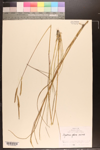 Spartina patens image