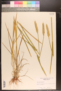 Triticum aestivum image