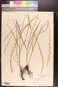 Lolium perenne subsp. multiflorum image