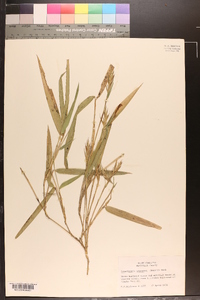 Arundinaria gigantea image