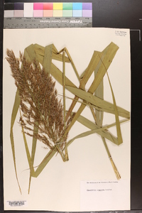 Phragmites australis image