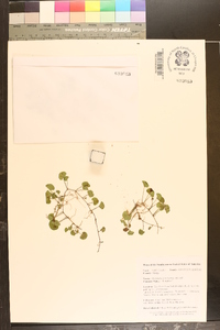 Dichondra carolinensis image