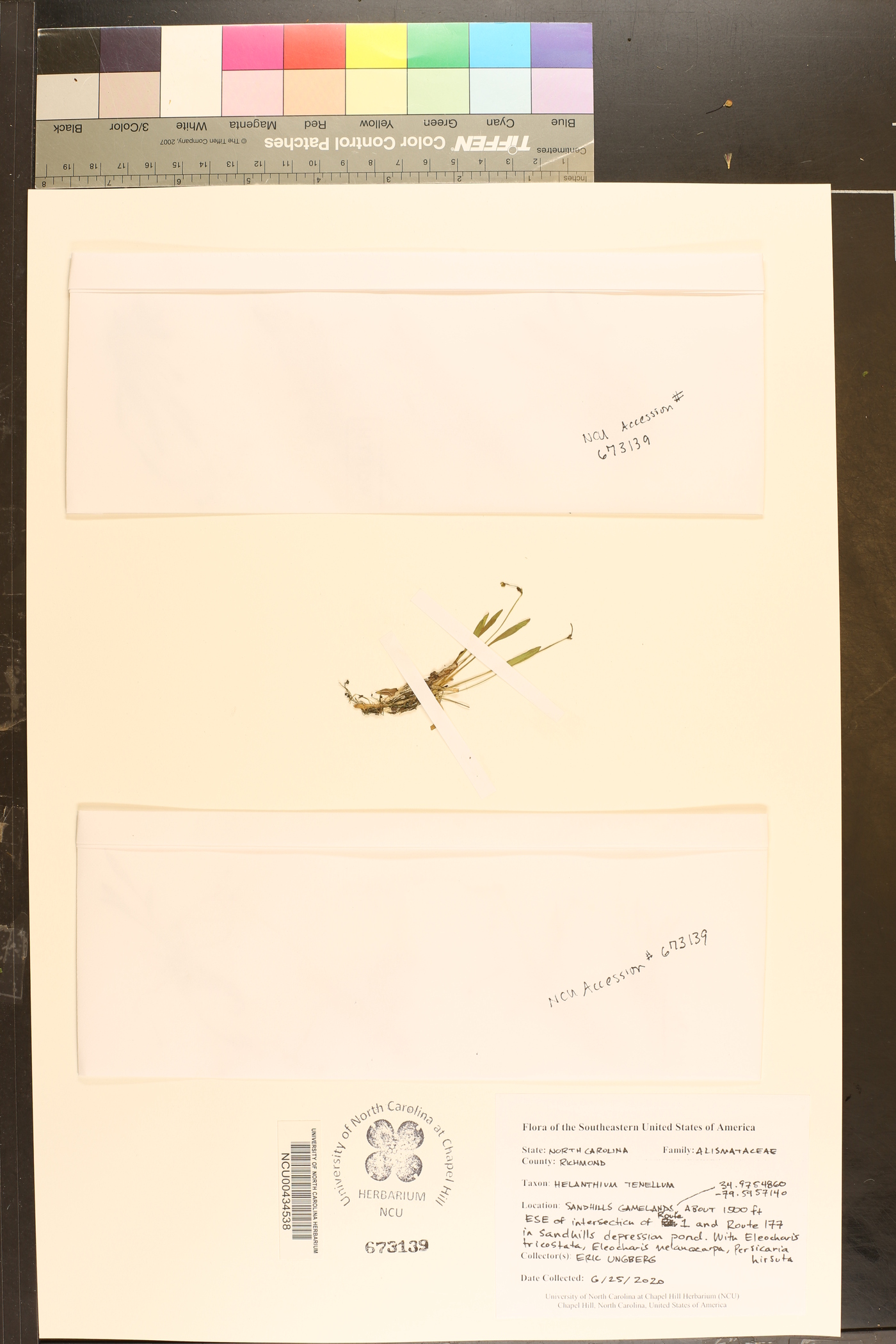 Helanthium tenellum image