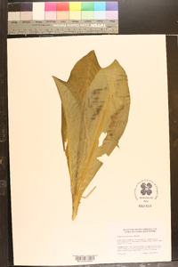 Frasera caroliniensis image