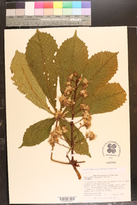 Aesculus flava image