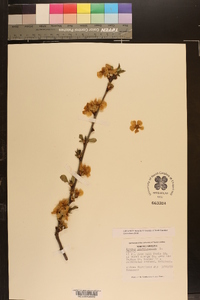 Prunus pensylvanica image