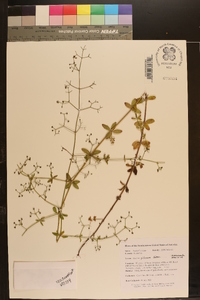 Galium pilosum image