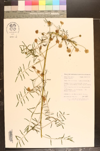 Mimosa microphylla image