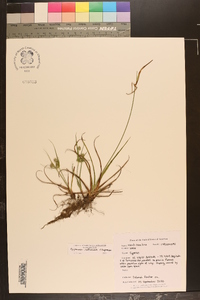 Cyperus retrorsus image