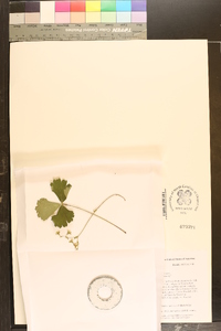 Waldsteinia fragarioides subsp. doniana image