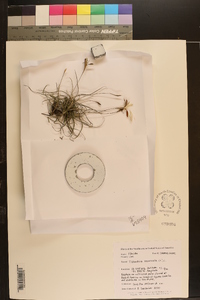 Tillandsia recurvata image