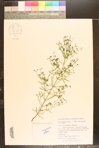 Trichostema setaceum image