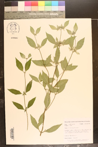 Pycnanthemum incanum image