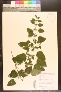 Melissa officinalis image