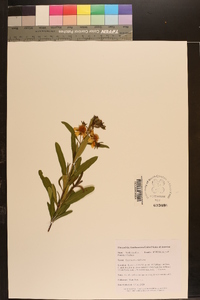 Hypericum nudiflorum image