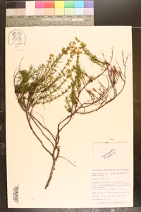 Hypericum lloydii image