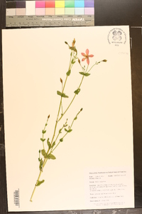 Sabatia angularis image