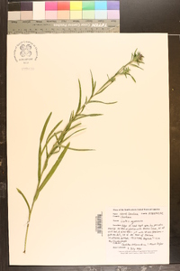 Liatris squarrosa image