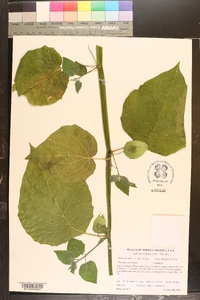 Physalis peruviana image