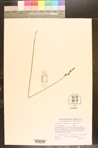 Utricularia juncea image