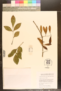 Fraxinus caroliniana image