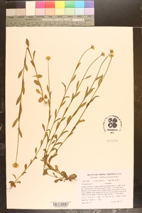 Polygala lutea image