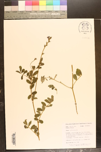 Tephrosia spicata image