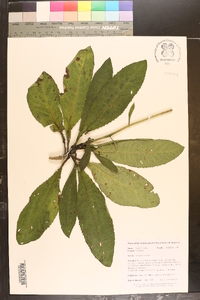 Vernonia acaulis image