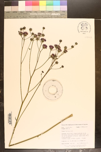 Vernonia acaulis image