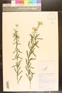 Sericocarpus linifolius image