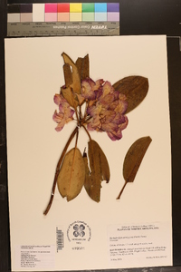 Rhododendron arborescens image