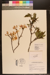 Rhododendron vaseyi image