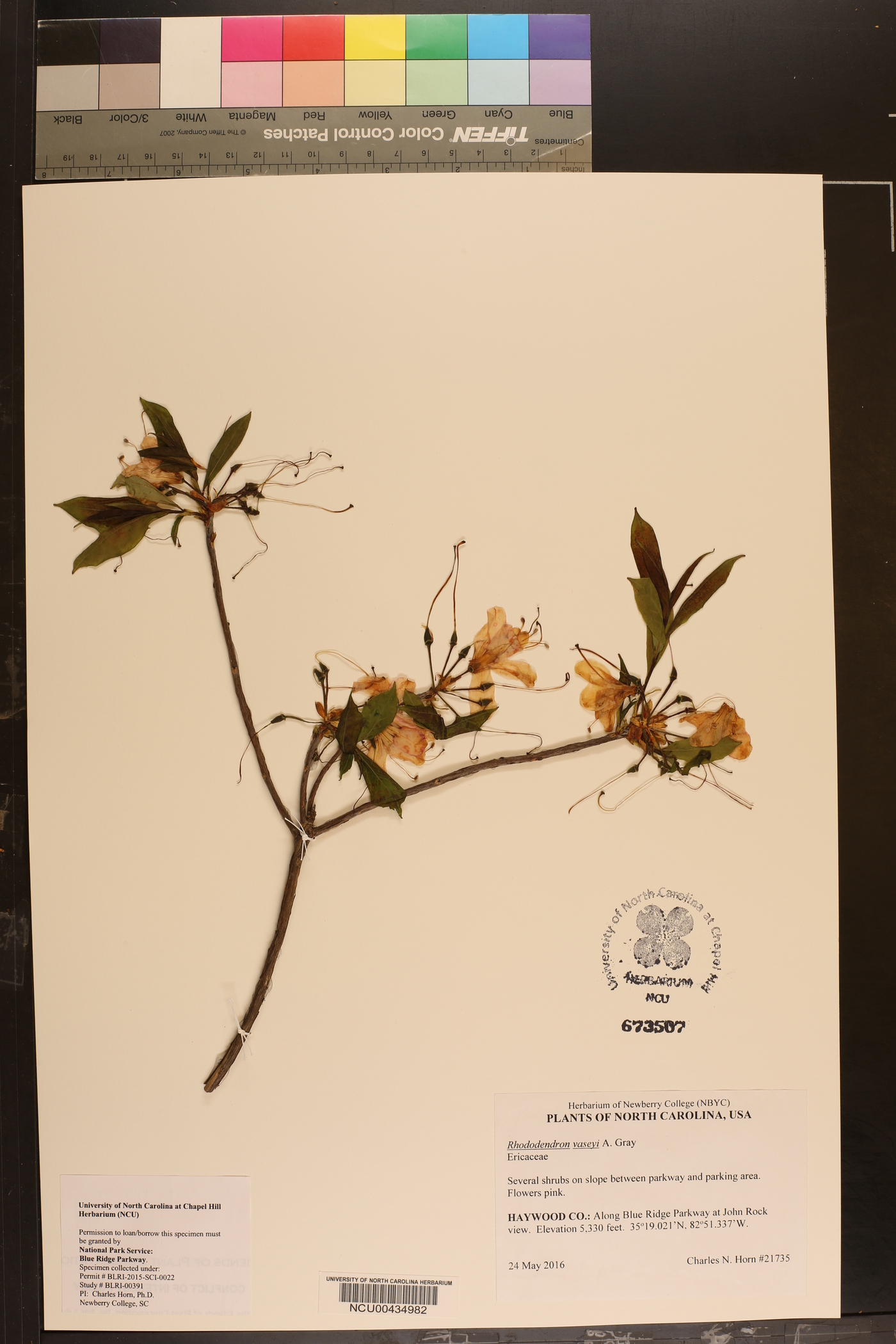 Rhodobryon image