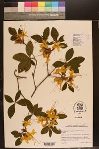 Rhododendron calendulaceum image