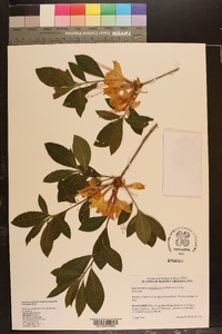 Rhododendron calendulaceum image